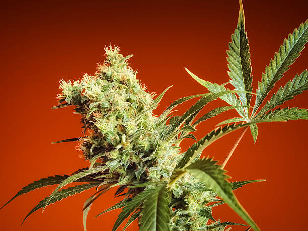 What is medical cannabis?
